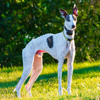 FundoFotoCarossel-Galguinho5