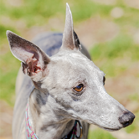 FundoFotoCarossel-Galguinho6