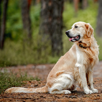 FundoFotoCarossel-Golden1