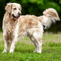 FundoFotoCarossel-Golden2