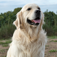 FundoFotoCarossel-Golden3