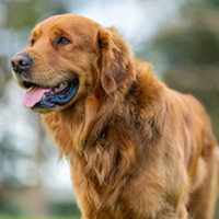 FundoFotoCarossel-Golden4