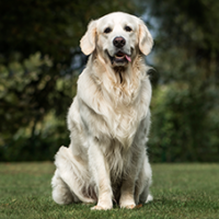 FundoFotoCarossel-Golden6