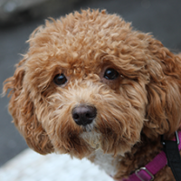 FundoFotoCarossel-GoldenDoodle1