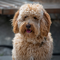 FundoFotoCarossel-GoldenDoodle2