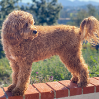 FundoFotoCarossel-GoldenDoodle3