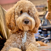 FundoFotoCarossel-GoldenDoodle4