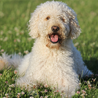 FundoFotoCarossel-GoldenDoodle5