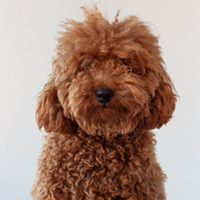 FundoFotoCarossel-GoldenDoodle6