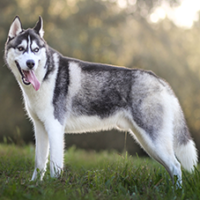 FundoFotoCarossel-Husky1