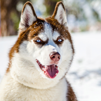 FundoFotoCarossel-Husky2