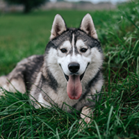 FundoFotoCarossel-Husky4