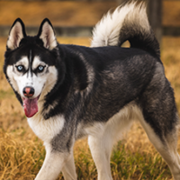 FundoFotoCarossel-Husky5