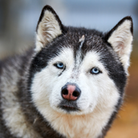 FundoFotoCarossel-Husky6