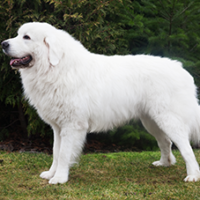 FundoFotoCarossel-Kuvasz1