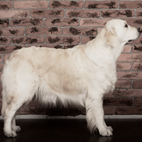 FundoFotoCarossel-Kuvasz2