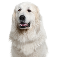 FundoFotoCarossel-Kuvasz3