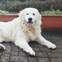 FundoFotoCarossel-Kuvasz4