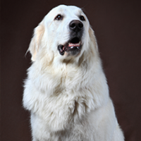 FundoFotoCarossel-Kuvasz5