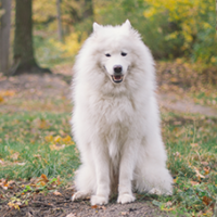 FundoFotoCarossel-Kuvasz6