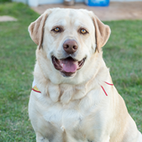 FundoFotoCarossel-Labrador1