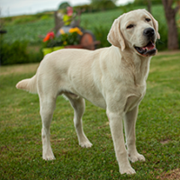 FundoFotoCarossel-Labrador2