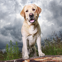 FundoFotoCarossel-Labrador3