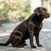 FundoFotoCarossel-Labrador4