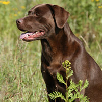 FundoFotoCarossel-Labrador5