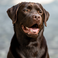 FundoFotoCarossel-Labrador6