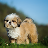 FundoFotoCarossel-LhasaApso1