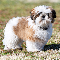 FundoFotoCarossel-LhasaApso2