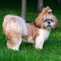 FundoFotoCarossel-LhasaApso3
