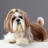 FundoFotoCarossel-LhasaApso4
