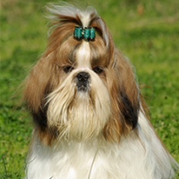FundoFotoCarossel-LhasaApso5