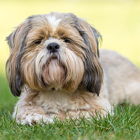 FundoFotoCarossel-LhasaApso6