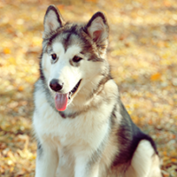 FundoFotoCarossel-Malamute1