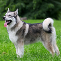 FundoFotoCarossel-Malamute2