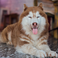 FundoFotoCarossel-Malamute3