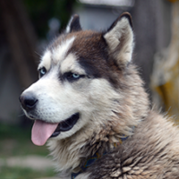FundoFotoCarossel-Malamute4
