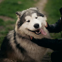 FundoFotoCarossel-Malamute5