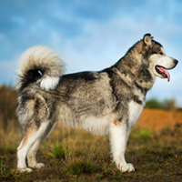 FundoFotoCarossel-Malamute6