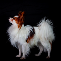 FundoFotoCarossel-Papillon1