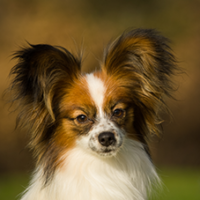 FundoFotoCarossel-Papillon2