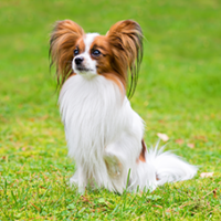 FundoFotoCarossel-Papillon3