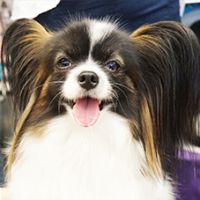 FundoFotoCarossel-Papillon4