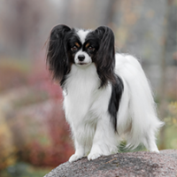 FundoFotoCarossel-Papillon5