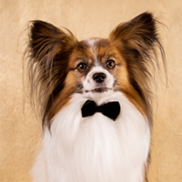 FundoFotoCarossel-Papillon6