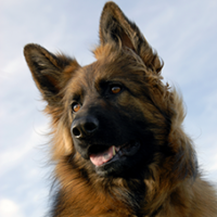 FundoFotoCarossel-PastorAlemao1