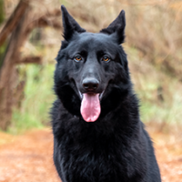 FundoFotoCarossel-PastorAlemao2